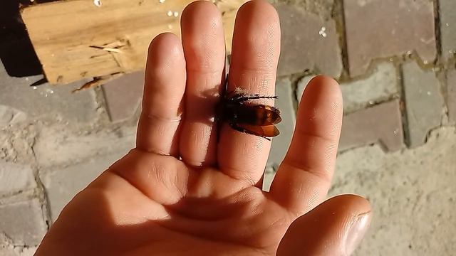 Это не шершень - это оса вид сколия смотреть онлайн