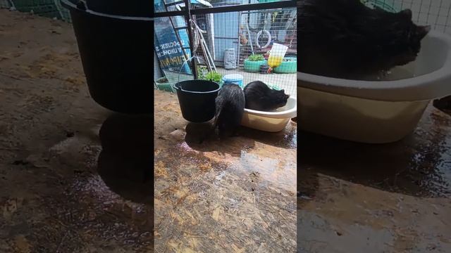 #ямыилюша #помощьбездомнымживотным #анапа #raccoon #море #енотики #животные #reels смотреть онлайн