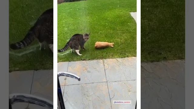 зашибил. mp4 смотреть онлайн