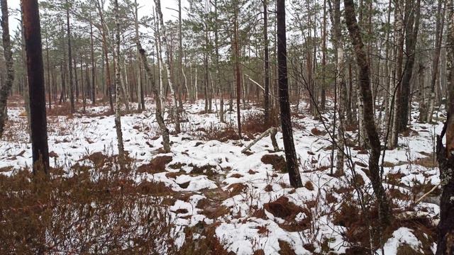 Верховое болото. Зимняя капель (01.01.2021). Белыничский район.Часть 5. смотреть онлайн