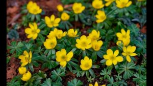 ??ЭРАНТИС (ВЕСЕННИК). САМЫЕ ПЕРВЫЕ ЦВЕТЫ В ПАЛИСАДНИКЕ