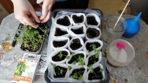 ДЕЛЬФИНИУМ. КАК ПИКИРУЕМ РАССАДУ ДЕЛЬФИНИУМА.