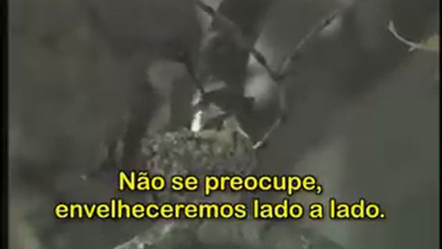 uf gozal tradução смотреть онлайн