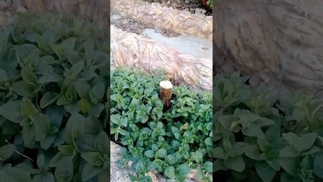 Хеномелес цветет (айва японская). Яблоню "Триумф" удалили. Конец отпуска.. смотреть онлайн