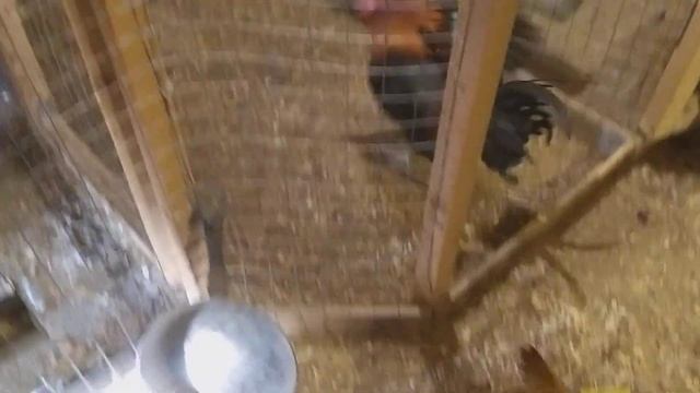 Смеющиеся куры аям кетава смотреть онлайн