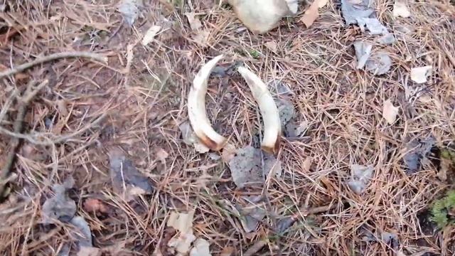 Поиск рого, нашел клыки кабана смотреть онлайн