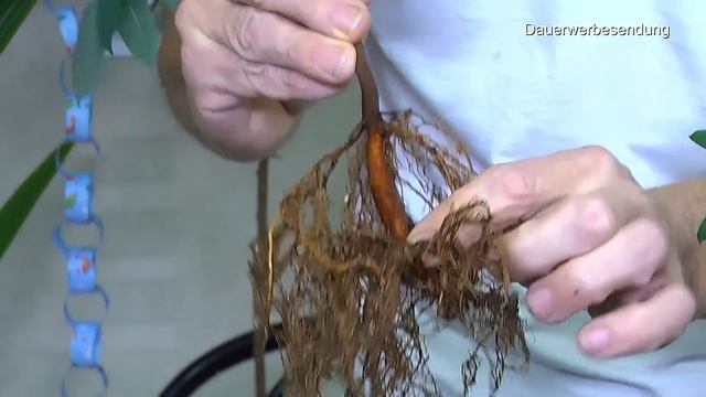Bonsai für Anfänger. Sternfrucht in der Anzucht zum Bonsai. Averrhoa carambola als Baum смотреть онлайн