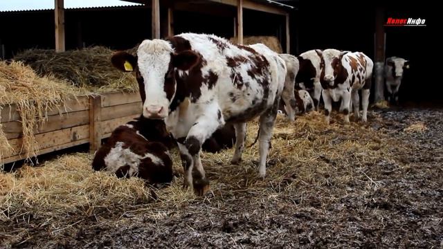 КолосИнфо. Выпуск #3-2019 смотреть онлайн