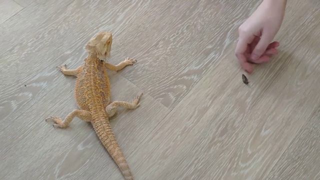Бородатая агама Жаба кушает тараканов. Кот Саня и кошка Ута приходят в гости. #cats смотреть онлайн