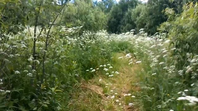 Моя колодная пасека. смотреть онлайн