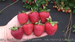 ВИБРАНТ ранний сорт клубники