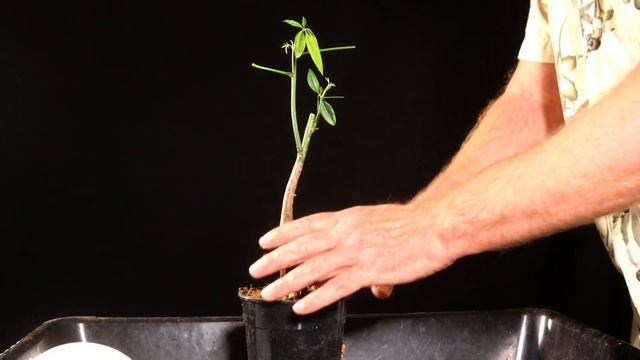 Money Tree Pachira Aquatica or Malabar Chestnut Rescuing a Big Box Store Money Tree. смотреть онлайн