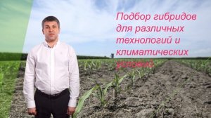 Технология посева кукурузы