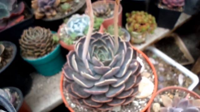 Nuevas plantas para mi tiendita SUCULENTA. Les indico cómo comprar 😍🤩 смотреть онлайн