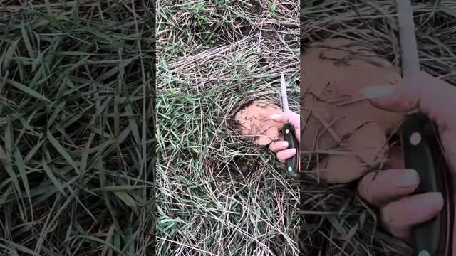 Рядовка лиловоногая или синеножка,сбор и 25 ноября после морозов! смотреть онлайн