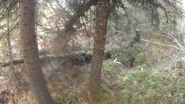 охота с русской гончей Радой.№ 4.