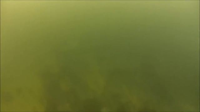 116 Seal Encounter in the White Sea - Freediving in Russia смотреть онлайн