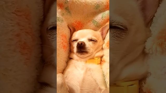 Собаки тоже крепко спят:-D смотреть онлайн