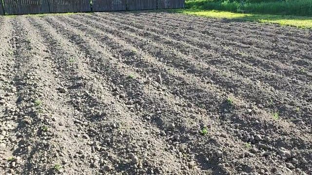 Картофель Королева Анна ,Гала.Показываю ,агротехника .Что и когда делать ! смотреть онлайн