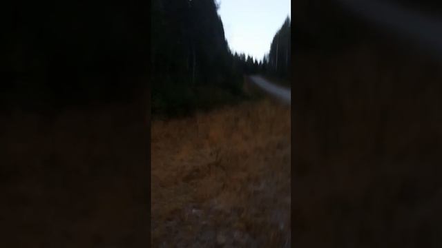Hänsjöns whippie смотреть онлайн