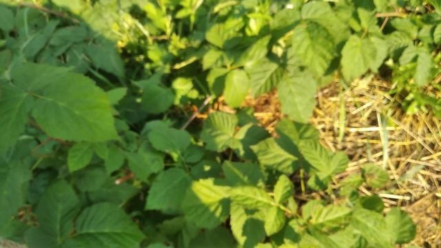 ежевика Коламбия Стар,второй год вегетации смотреть онлайн