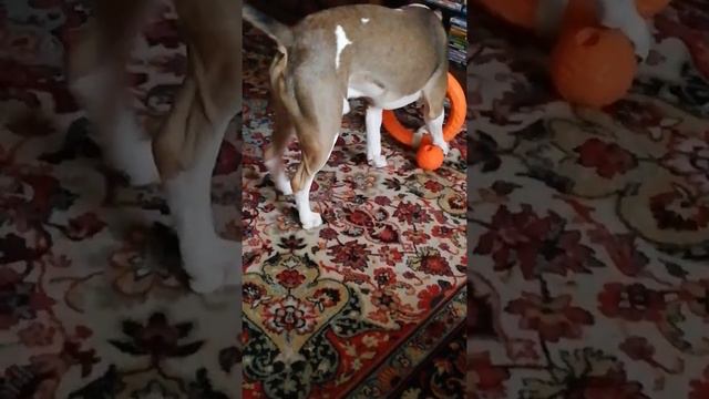 Амстафф Велес. 11 мес, дилемма.... смотреть онлайн