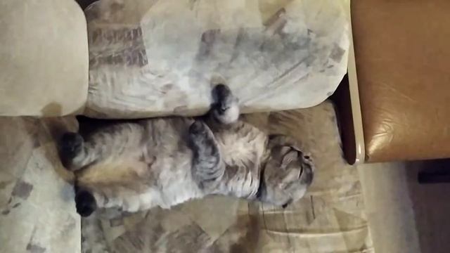 кот ? топ лучших снов 2021 смотреть онлайн