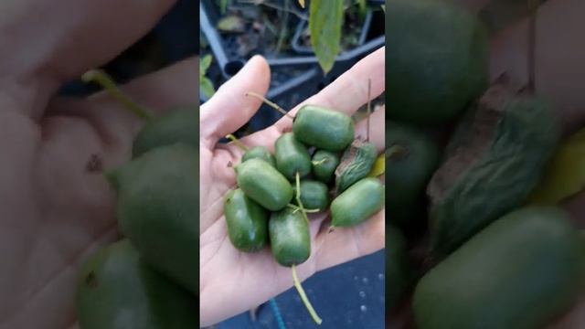 Самая поздняя, вкусная и полезная ягода смотреть онлайн