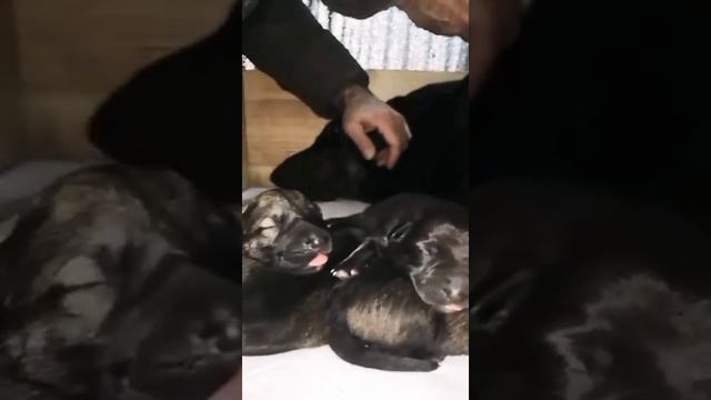 Щенки волкособа, питомник волкособы, гибрид волка и собаки, самые умные собаки. смотреть онлайн