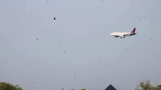 Brussels Airlines Airbus A319-111 | Arrival at Brussels Airport смотреть онлайн