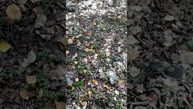Сбор грибов смотреть онлайн