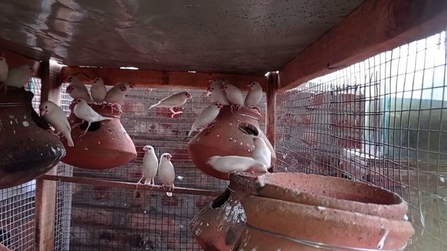 java birds || java sparrow || java breeding update смотреть онлайн