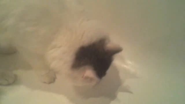 Видео Кот срёт смотреть онлайн