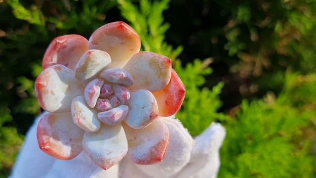 Echeveria Snow Angel смотреть онлайн