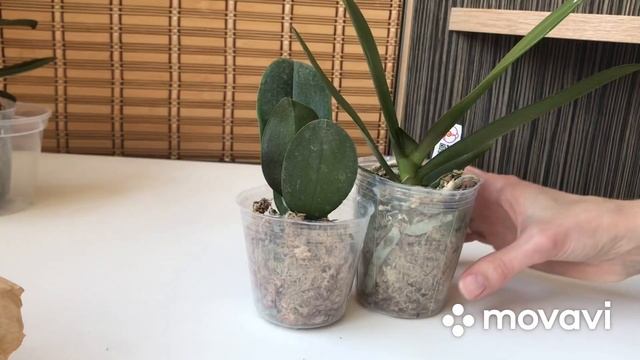 Орхидеи из Азии от МИККИ! Размер 2,5 в реальности 1,7! Накипело? смотреть онлайн