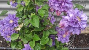 Клематис сорту "Вів'єн Пеннел".