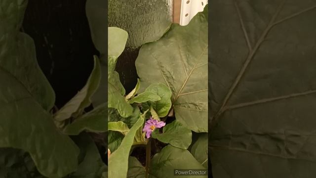 Обзор зимнего огорода