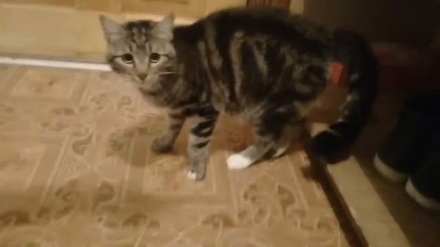 Мурз нервничает😀 смотреть онлайн