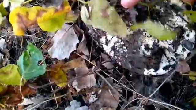 Готовим с Удовольствием