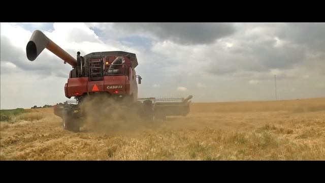 Cosecha de Trigo en Dakota del Norte con Cosechadoras Case IH 8120 & 8230 смотреть онлайн
