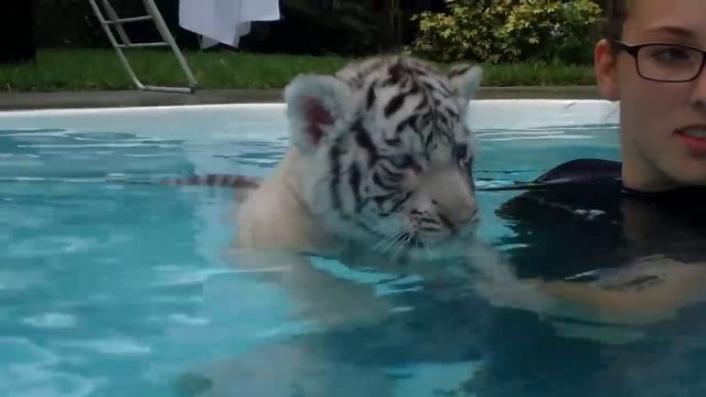 Baby Tiger's first Swim смотреть онлайн