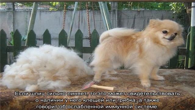 Линяют ли шпицы: много ли шерсти от них, что делать смотреть онлайн