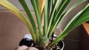 Пожелтение и опадание листьев на цимбидиуме? Что делать?