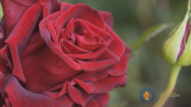 Переходы из вуали SRSem смотреть онлайн