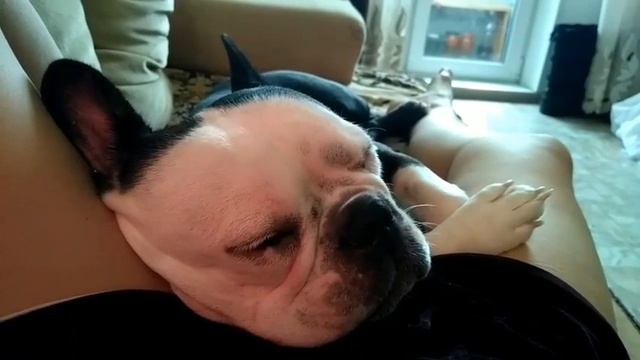 Французский бульдог. Решили завести? - посмотрите это видео ОБЯЗАТЕЛЬНО! смотреть онлайн