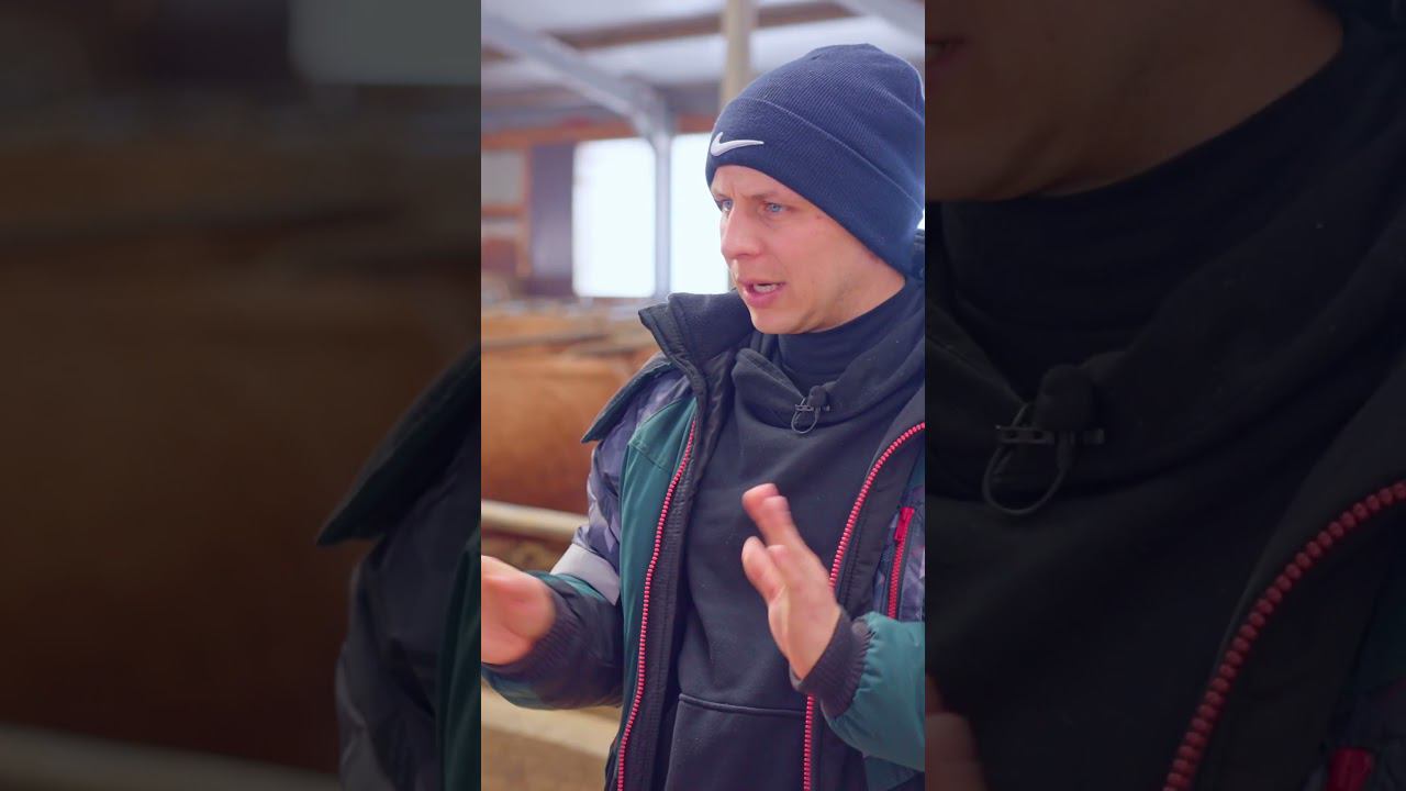 Покупка коров джерси. Оценка копыт #ферма #коровы #фермер #животноводство смотреть онлайн