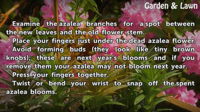 How to Remove Dead Blooms From Azaleas смотреть онлайн