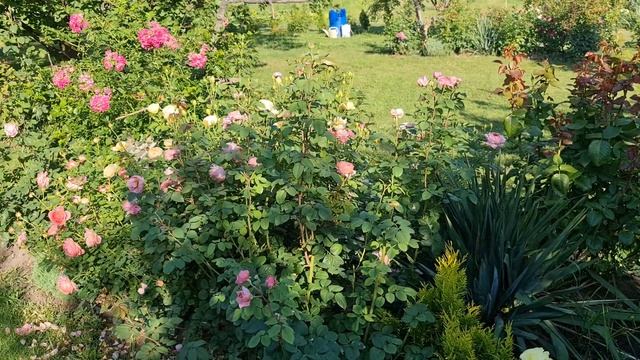 #Украина. 7 августа 2022 г. Розовый #сад. #Сорт #Айсфогель, #JudetheObscure, #Джубили Селебрейшн. смотреть онлайн