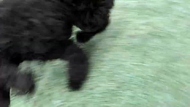 Irish Water Spaniel HD 1080p смотреть онлайн