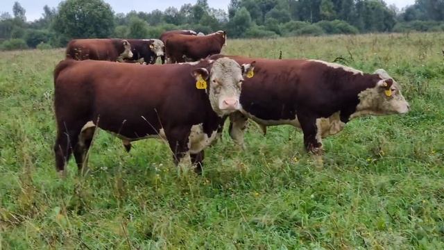 ВЫБИРАЕМ ПЛЕМЕННОГО БЫЧКА - ГЕРЕФОРДА. По заказу в Пензенскую область... 1-е Сентября 21г. смотреть онлайн